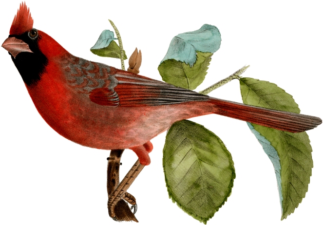 Beautiful-Cardinal-Bird-Image-GraphicsFairy